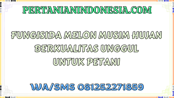 Fungisida Melon Musim Hujan Berkualitas Unggul Untuk Petani
